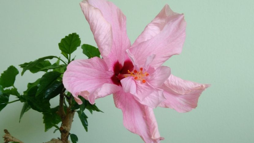  - Clasic simplu - roz pal