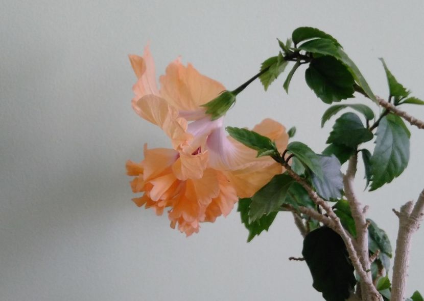  - El Capitolio Sport of Sport