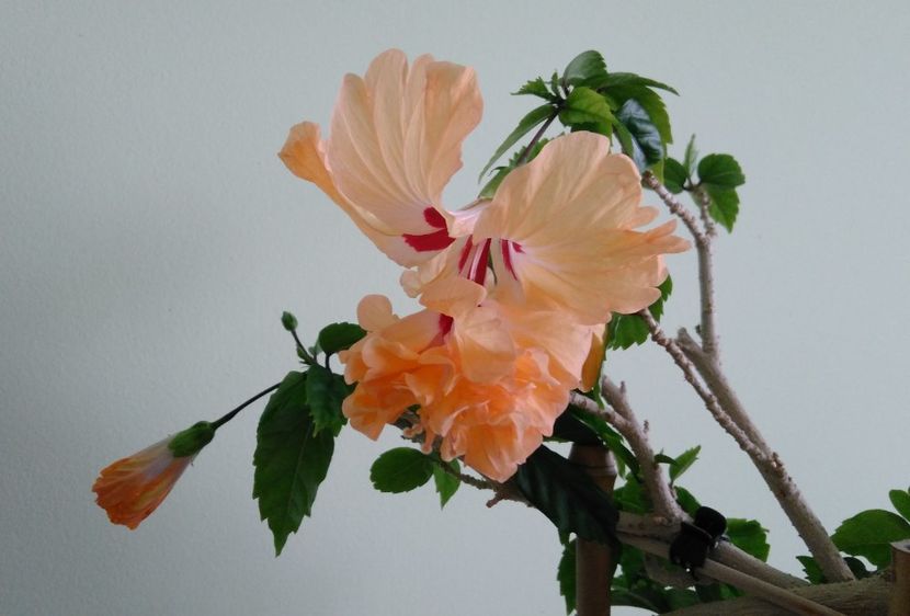  - El Capitolio Sport of Sport