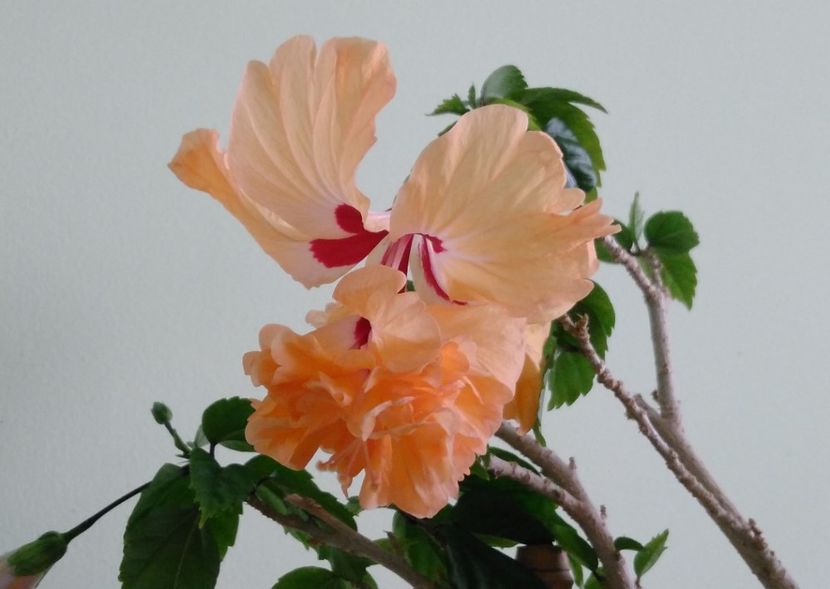  - El Capitolio Sport of Sport