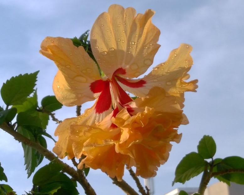  - El Capitolio Sport of Sport