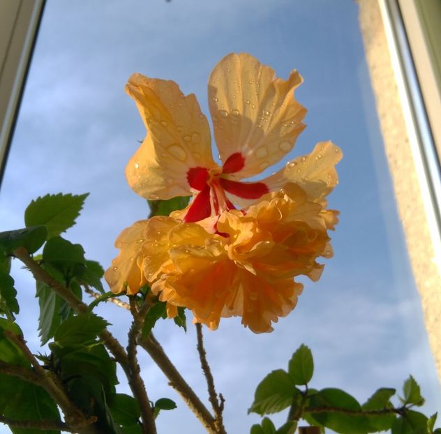  - El Capitolio Sport of Sport