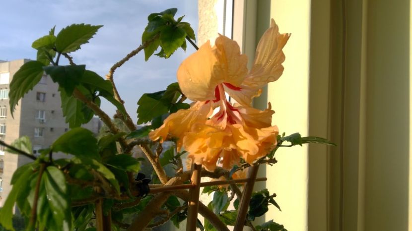  - El Capitolio Sport of Sport