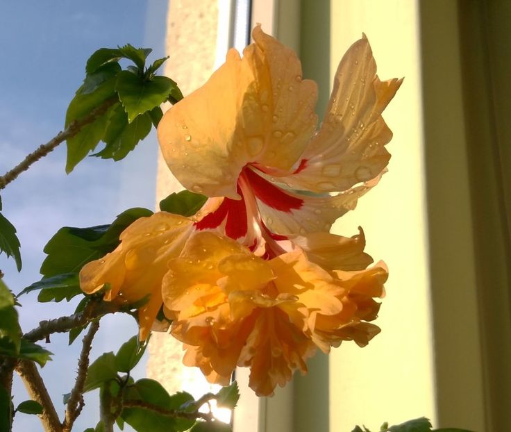  - El Capitolio Sport of Sport