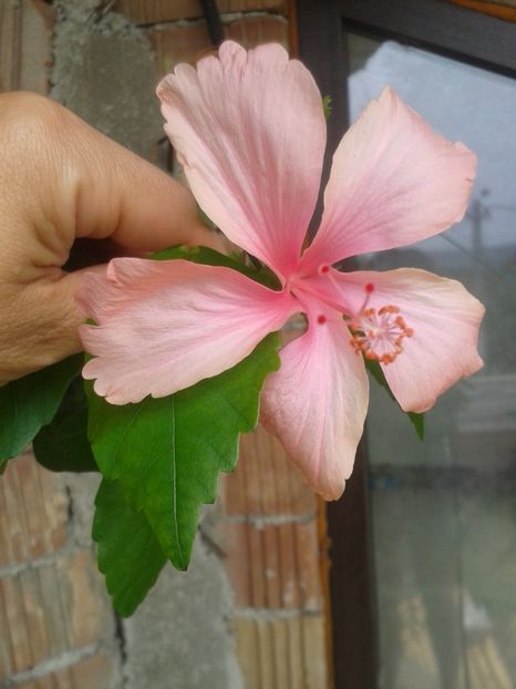  - Dainty Pink decedat