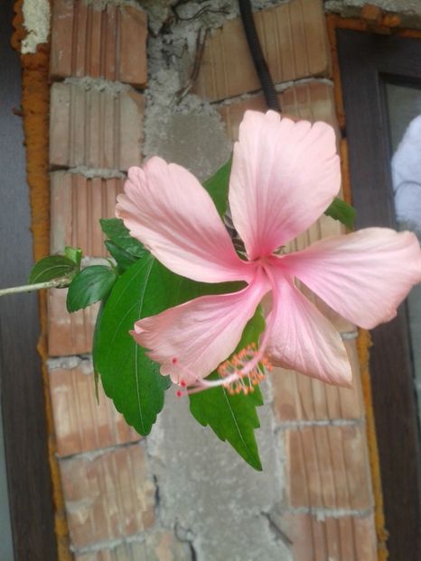 25.06.2017 - Dainty Pink decedat