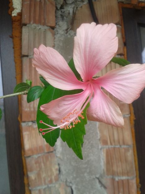  - Dainty Pink decedat