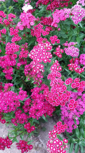 101 301 - FLORI 2017