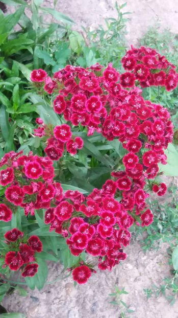 101 303 - FLORI 2017