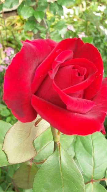 101 314 - FLORI 2017