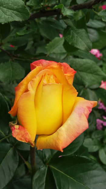 101 316 - FLORI 2017