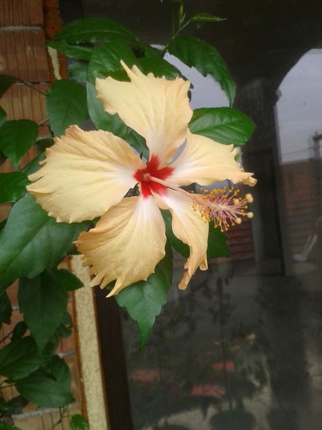  - Sprinkle Rain decedat