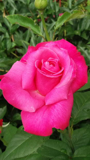 101 318 - FLORI 2017