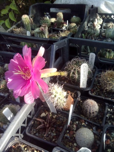 echinopsis - FLORI DE CACTUSI