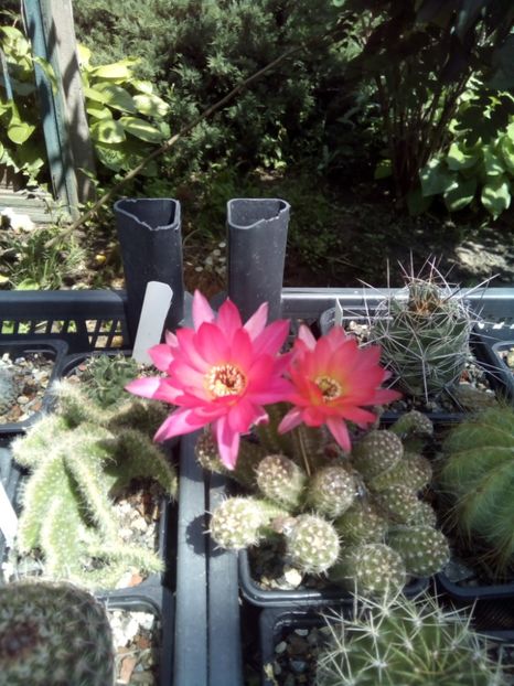  - FLORI DE CACTUSI