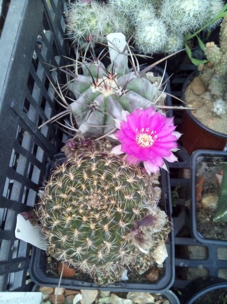  - FLORI DE CACTUSI