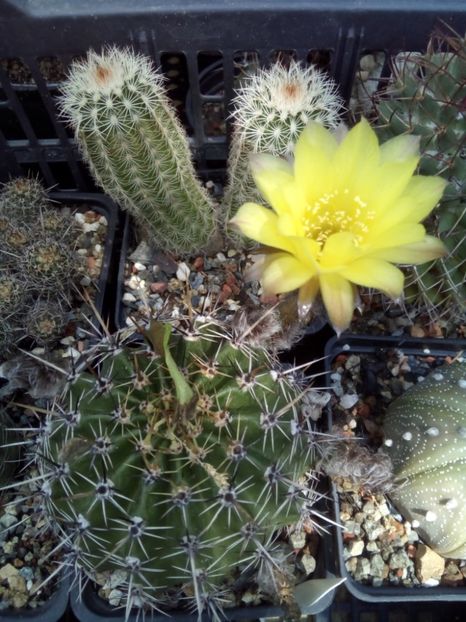  - FLORI DE CACTUSI