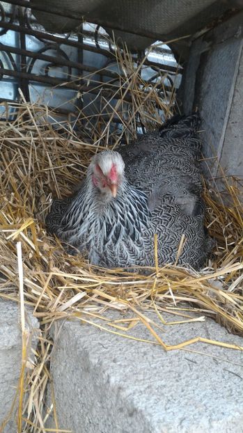 Clocim de 2 saptamani - Gaini brahma pt 2017