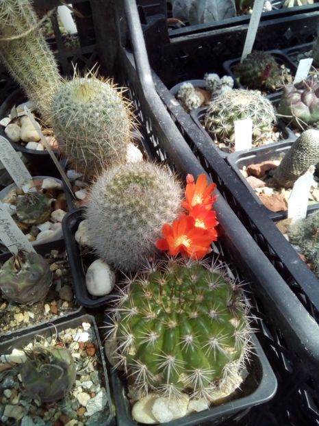  - FLORI DE CACTUSI