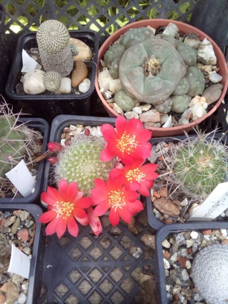  - FLORI DE CACTUSI