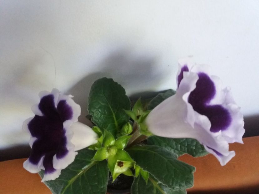  - Florile mele IUNIE 2017