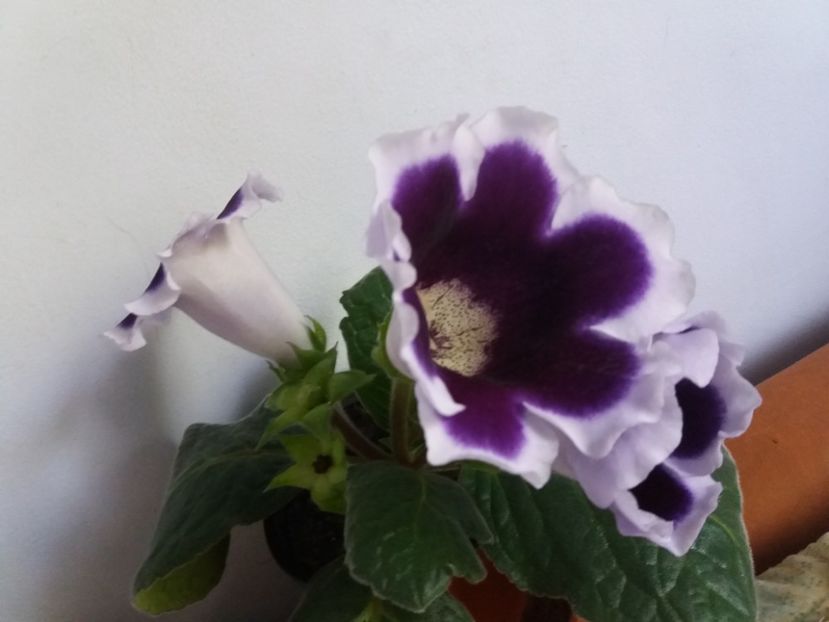  - Florile mele IUNIE 2017