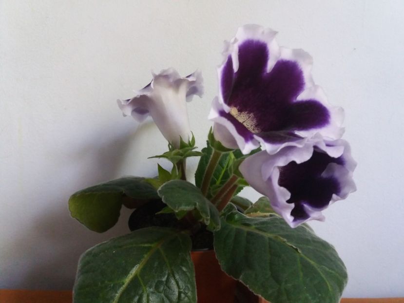  - Florile mele IUNIE 2017