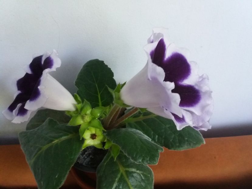  - Florile mele IUNIE 2017