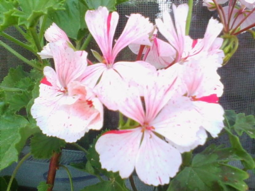 Vectis Volcano - Muscate