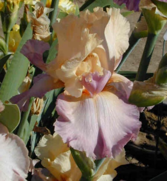 Tropical_Delight - Irisi