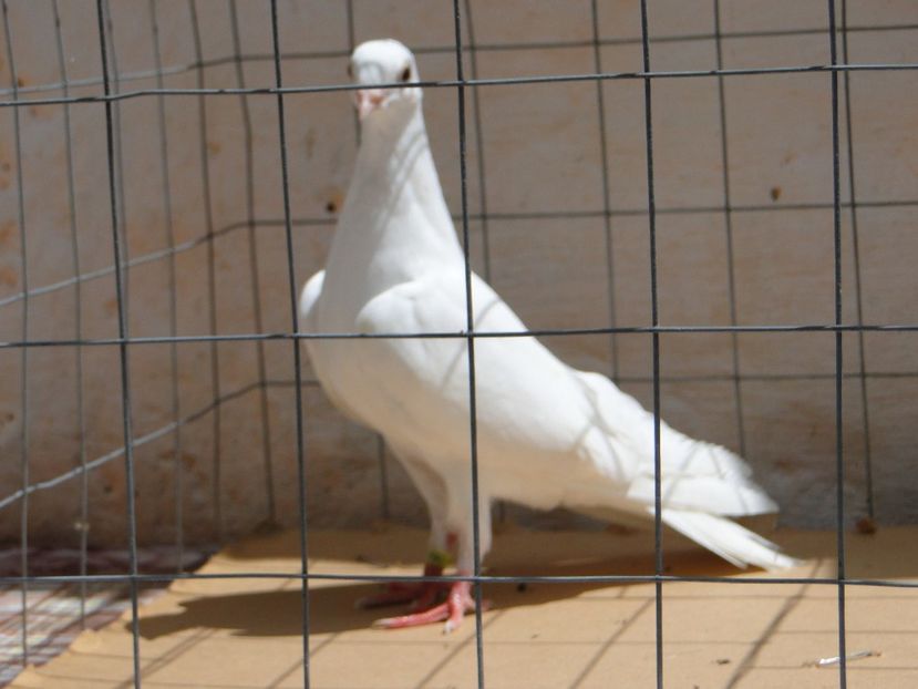 f 2017  8902_1 - tineret 2017