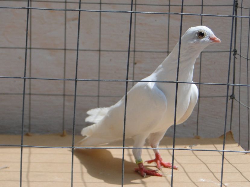 f 2017  8902_2 - tineret 2017