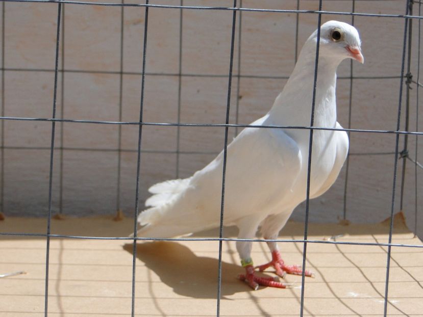 f 2017  8902_3 - tineret 2017