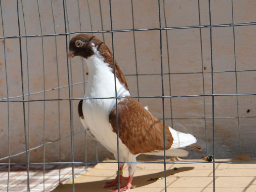 m 2017  8912_1 - tineret 2017