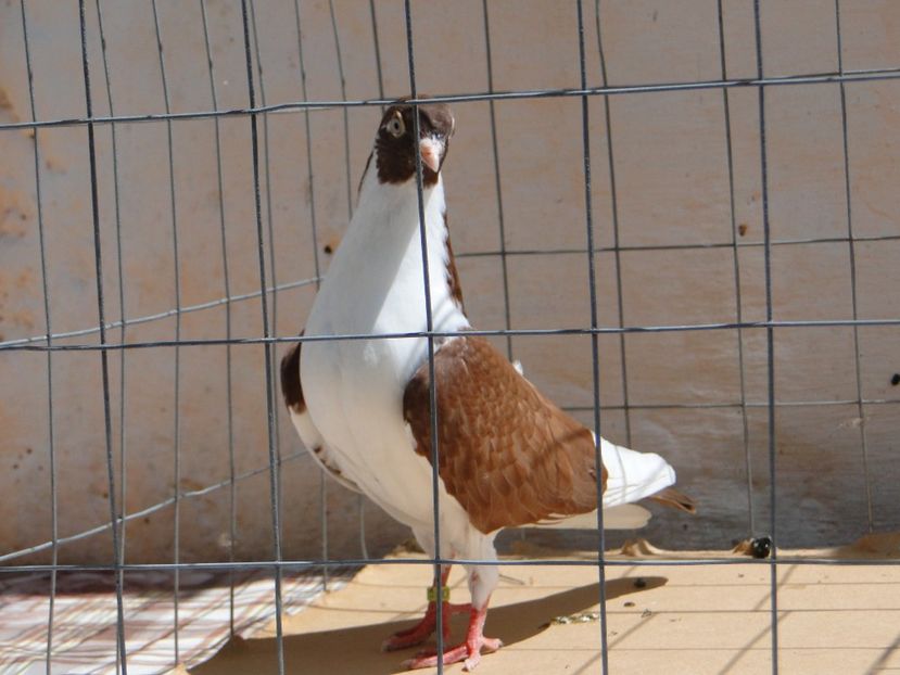 m 2017  8912_2 - tineret 2017