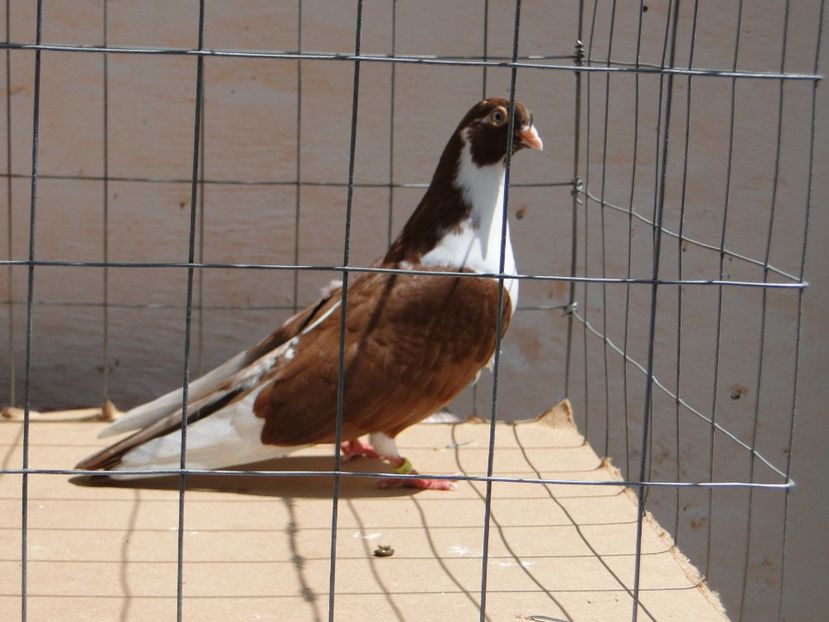 m 2017  8912_3 - tineret 2017