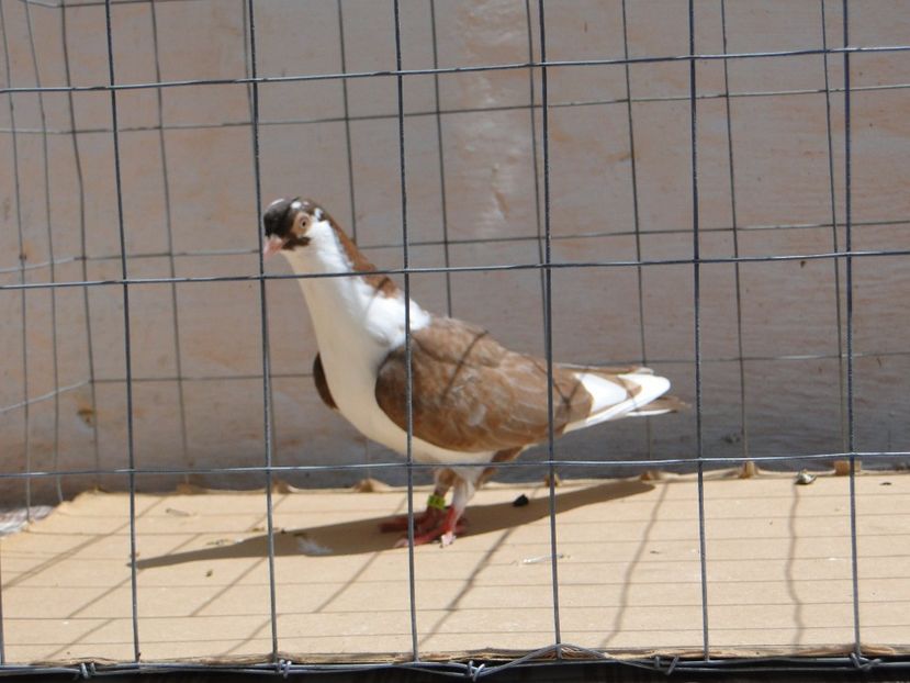 f 2017  9017_1 - tineret 2017