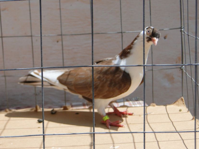 f 2017  9017_2 - tineret 2017