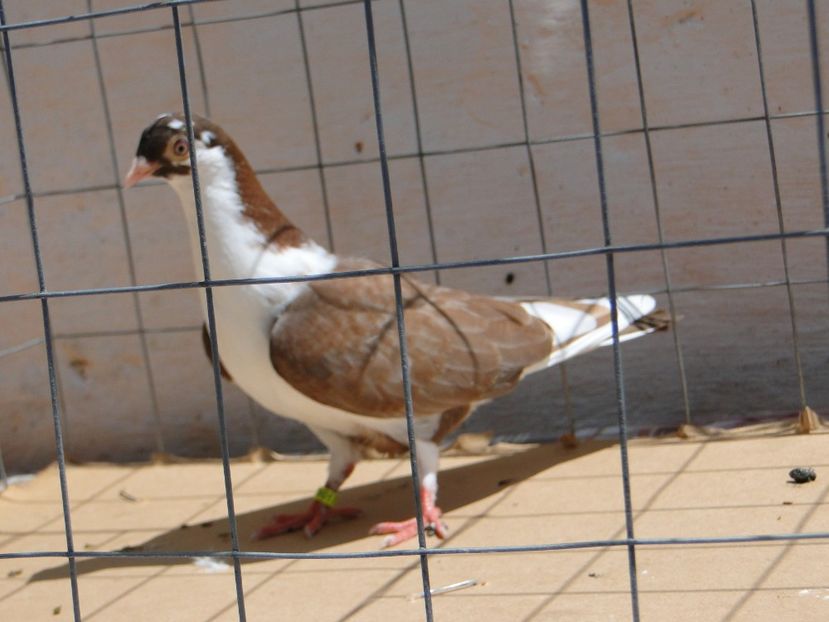 f 2017  9017_3 - tineret 2017