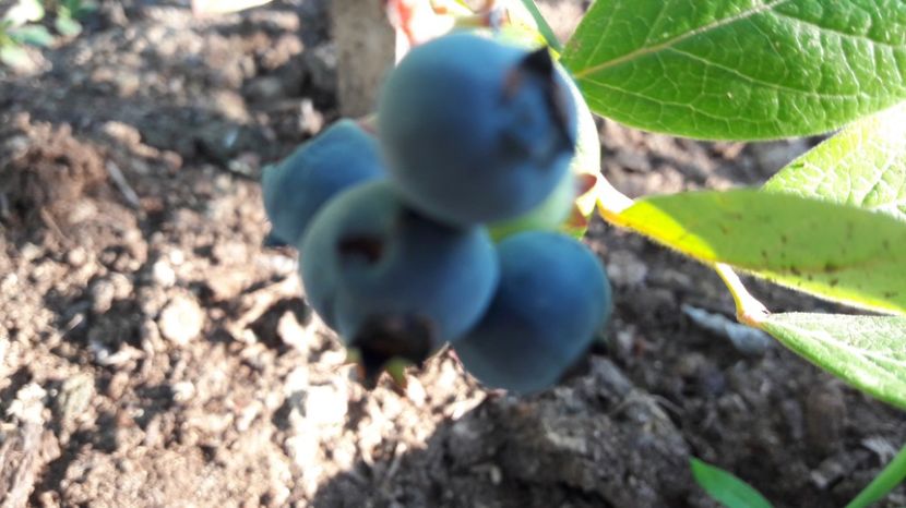  - Primavara 2017 flori si gradina