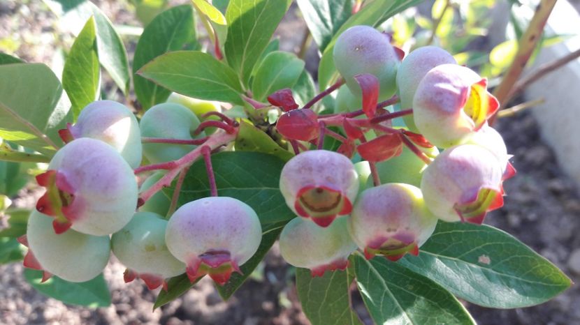  - Primavara 2017 flori si gradina