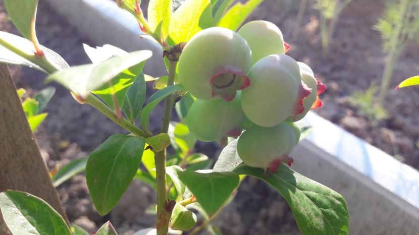  - Primavara 2017 flori si gradina