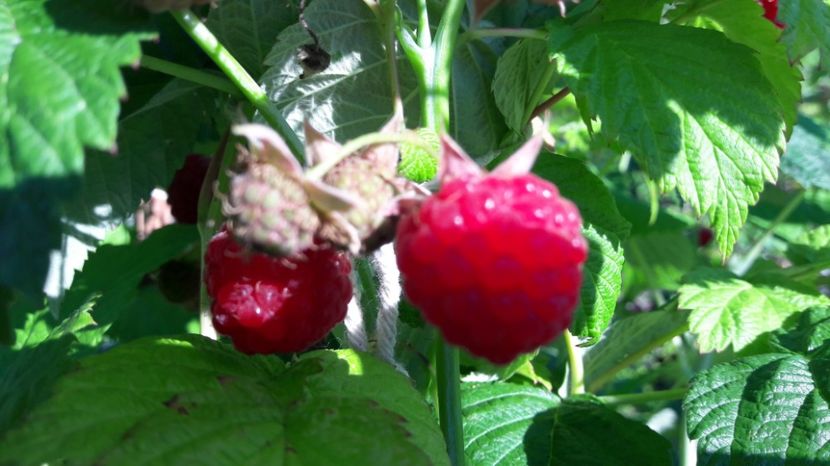  - Primavara 2017 flori si gradina