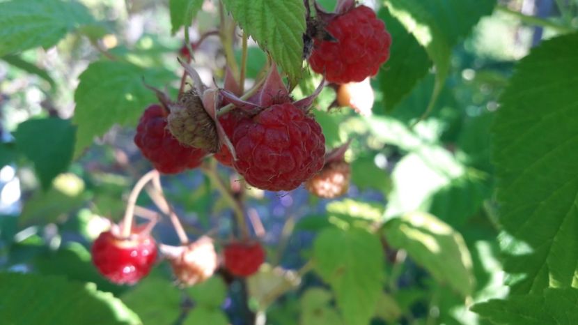 20170619_185558(0) - Primavara 2017 flori si gradina