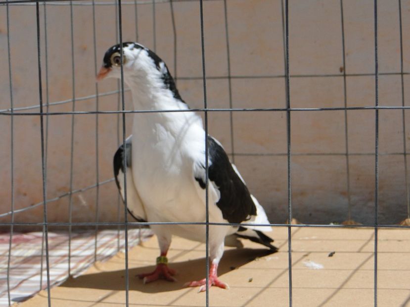 m 2017  8941_1 - tineret 2017