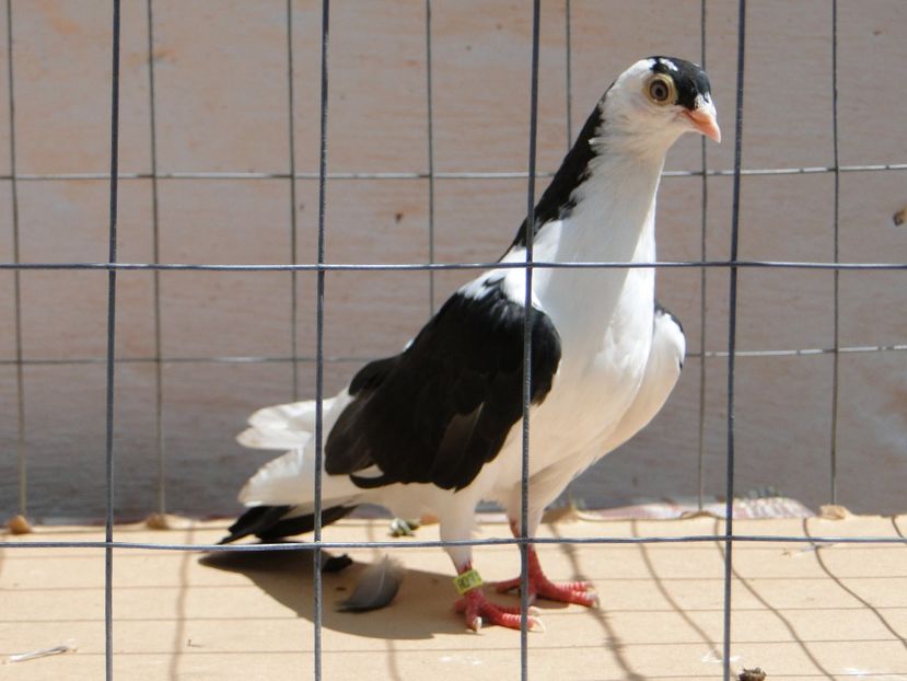 m 2017  8941_2 - tineret 2017