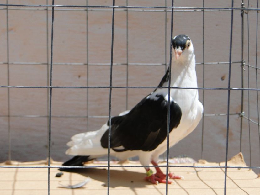 m 2017  8941_3 - tineret 2017