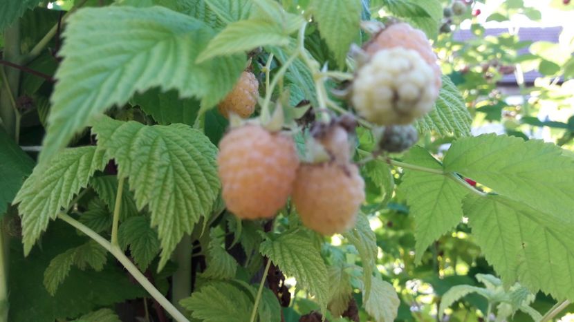  - Primavara 2017 flori si gradina