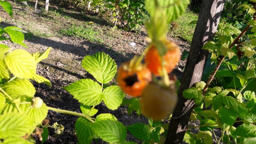  - Primavara 2017 flori si gradina