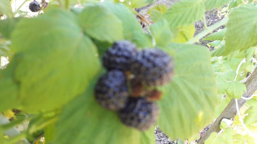  - Primavara 2017 flori si gradina